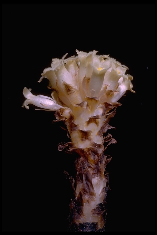Image of coneplant