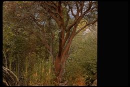 Arctostaphylos viscida subsp. mariposa (Dudley) P. V. Wells resmi