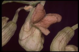 Image of California dutchman's pipe