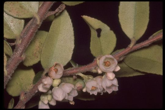 Image of evergreen huckleberry