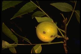 Image of Northern California walnut