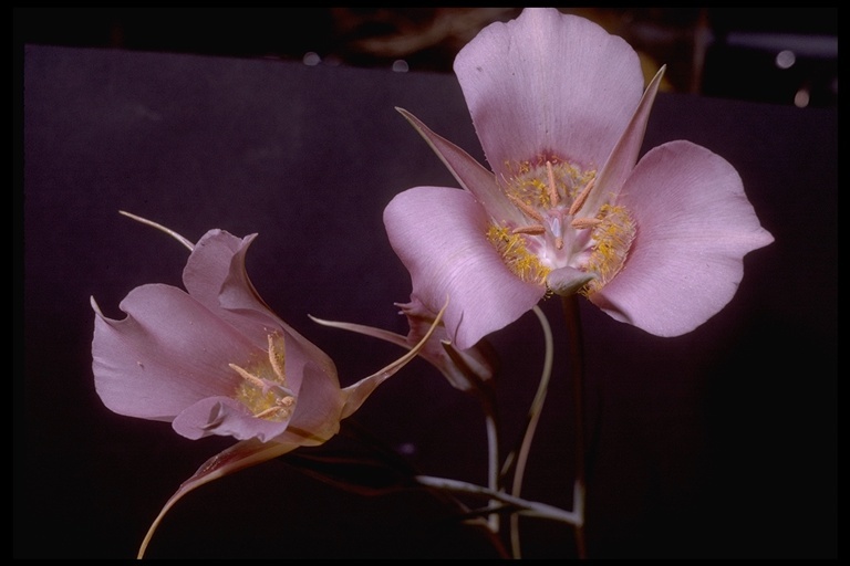 Image of sagebrush mariposa lily