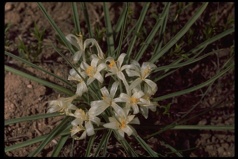 Image of common starlily