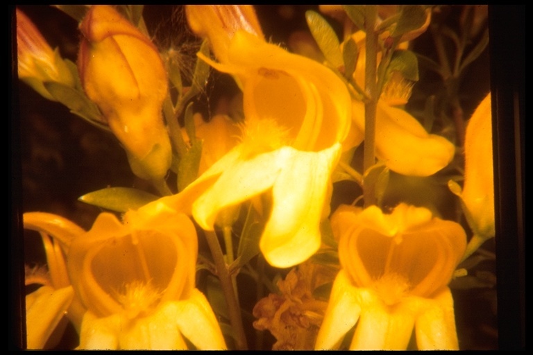 Image of snapdragon penstemon