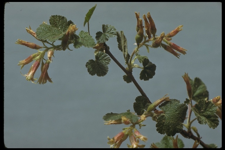 Image de Ribes viscosissimum Pursh