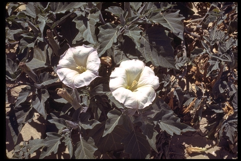 Imagem de Datura wrightii Hort. ex Regel