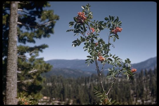 Plancia ëd Sorbus californica Greene