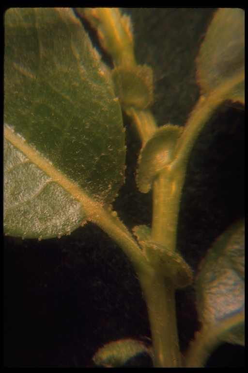 Image of Pacific willow