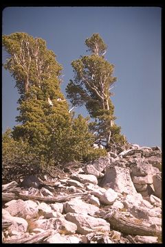 Image of <i>Pinus balfouriana</i> ssp. <i>austrina</i>