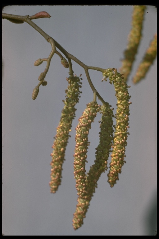 صورة Alnus rhombifolia Nutt.