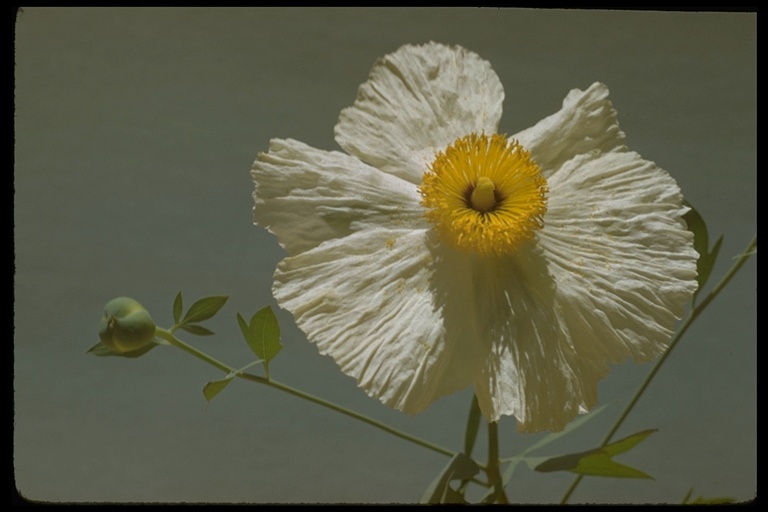 صورة Romneya coulteri Harv.