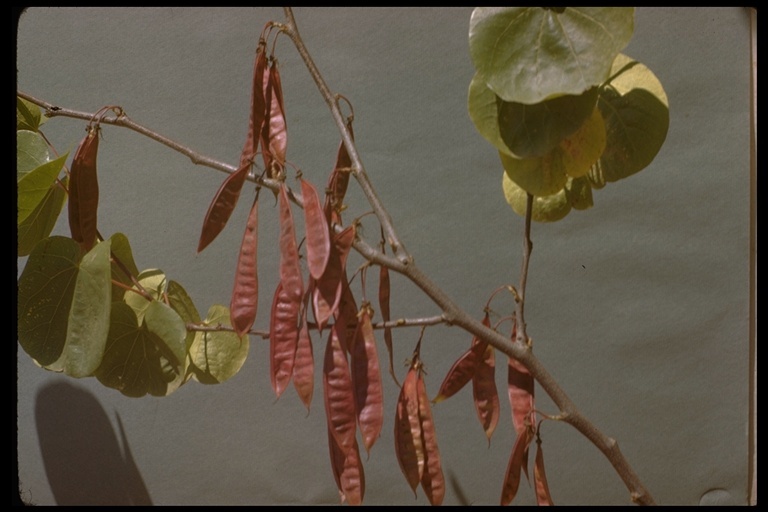 Image of Texas redbud