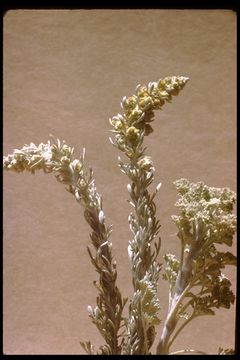 Image of beach wormwood