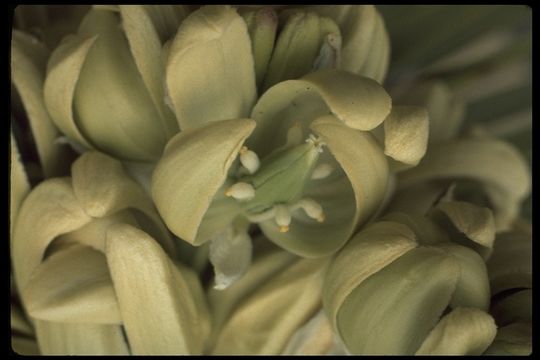 Слика од Yucca brevifolia Engelm.