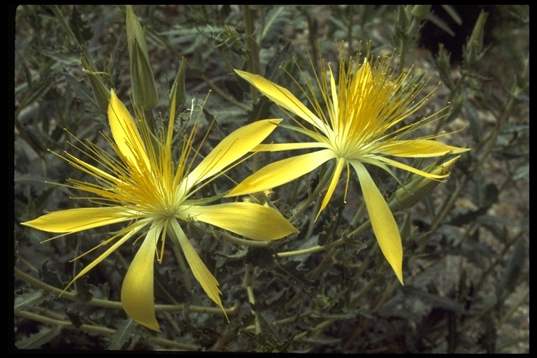 Image of giant blazing star