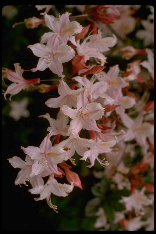 صورة Rhododendron occidentale (Torr. & Gray) A. Gray