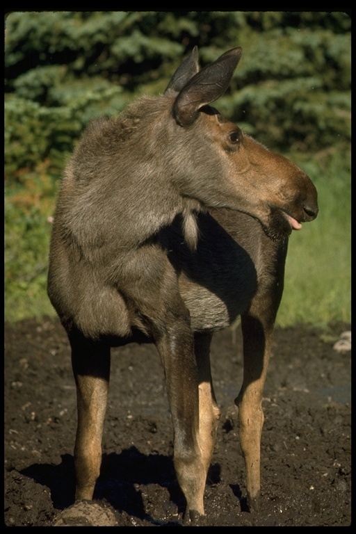 Image of North American Elk