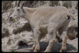 Image of Mountain Goat