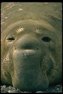 Image of Northern Elephant Seal