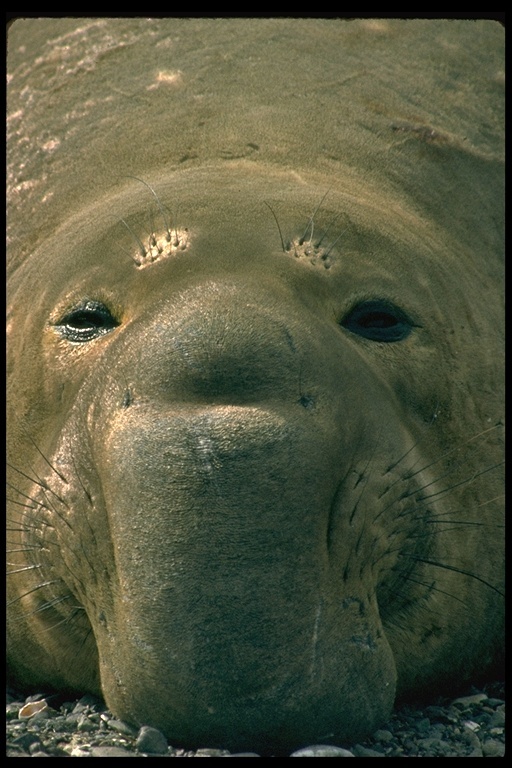 Image de Éléphant de mer du nord