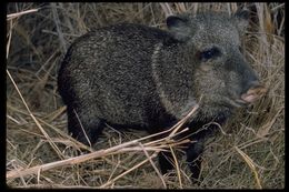 Image of collared peccary