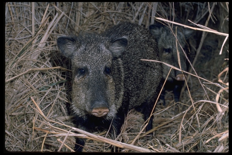 Image of collared peccary