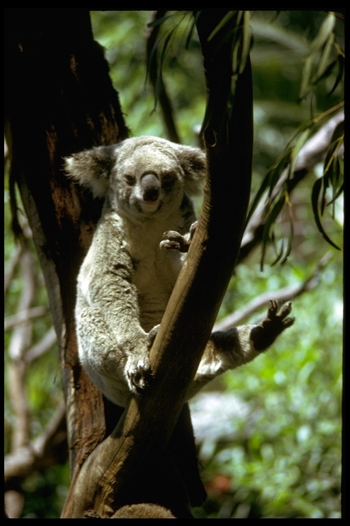 Image of Koala