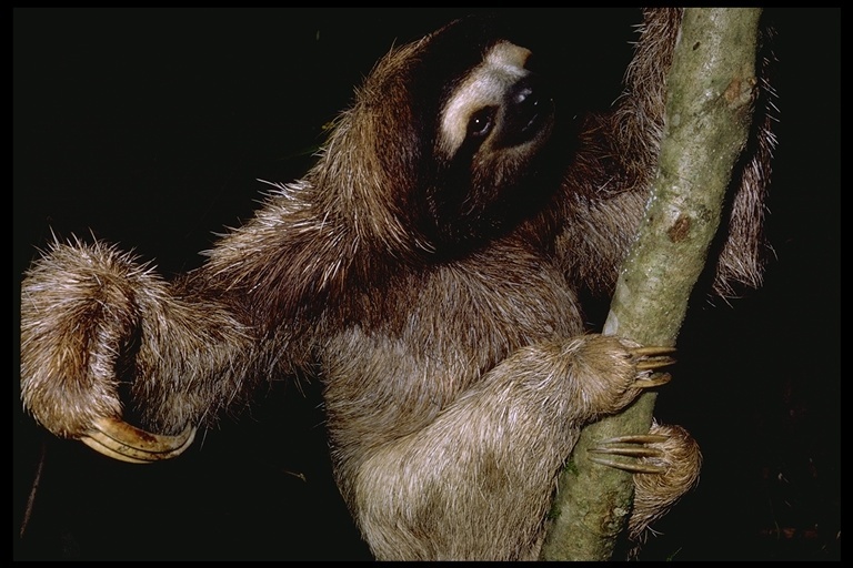 pale throated sloth predators