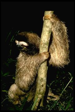 Image of Pale-throated Sloth