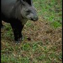 Plancia ëd Tapirus pinchaque (Roulin 1829)