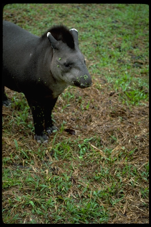 Image of Andean Tapir