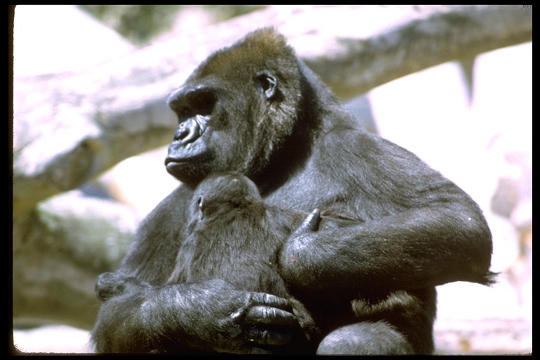 Image of Western Lowland Gorilla