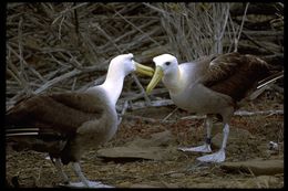 Image de Albatros des Galapagos