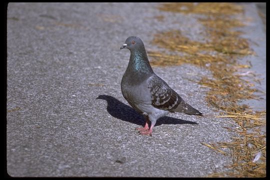 Image of Common Pigeon