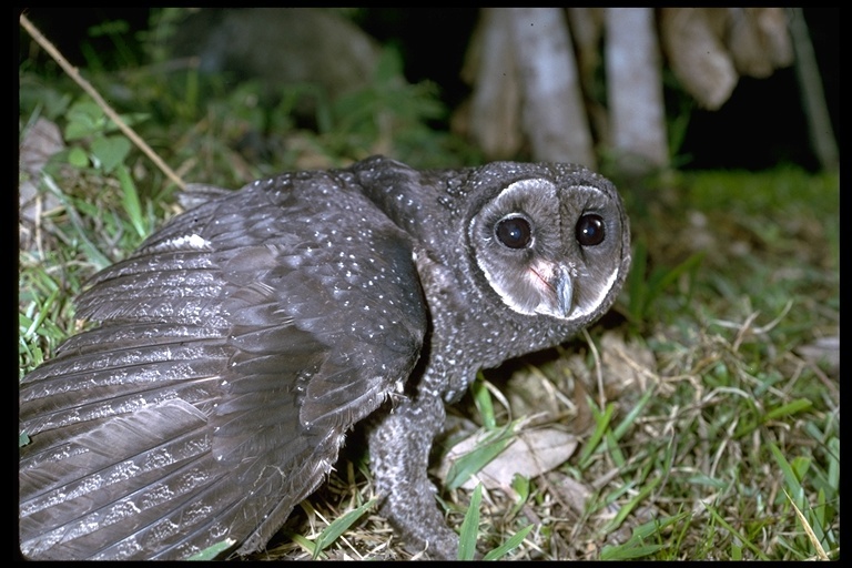 Plancia ëd Tyto tenebricosa (Gould 1845)