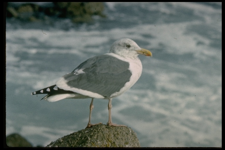 Image of Western Gull