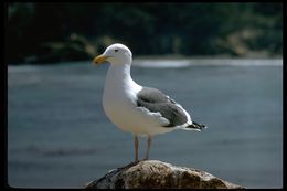 Image of Western Gull