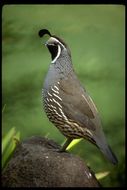 Image of California Quail