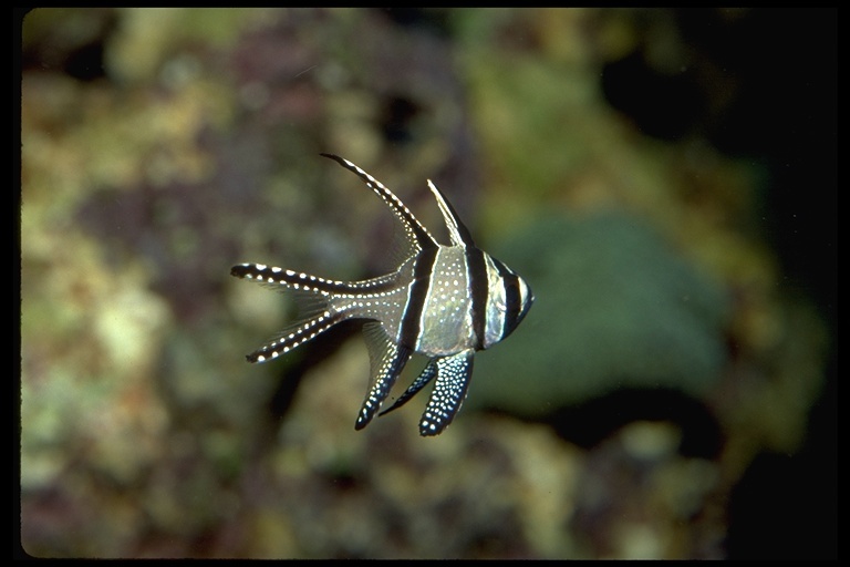 صورة Pterapogon kauderni Koumans 1933