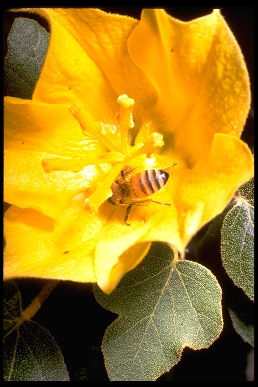 Sivun Fremontodendron californicum (Torr.) Coult. kuva