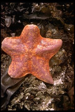 Image of Bat star