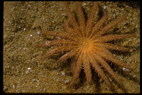 Image of Sunflower star