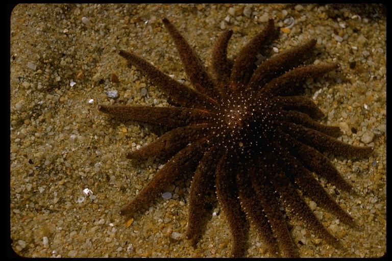 Image of Sunflower star