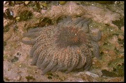 Image of Sunflower star