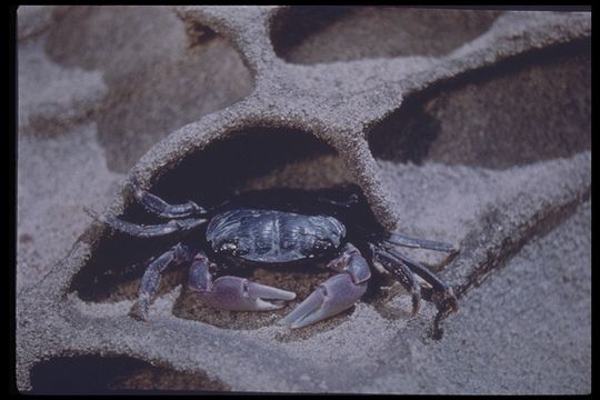 Image of <i>Hemigrapsus nudus</i>