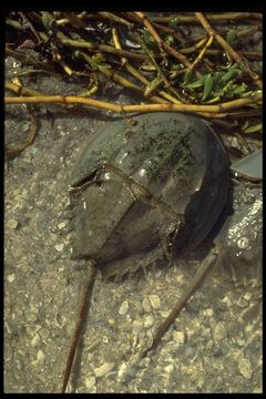 Limulus resmi