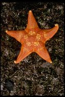 Image of sea stars