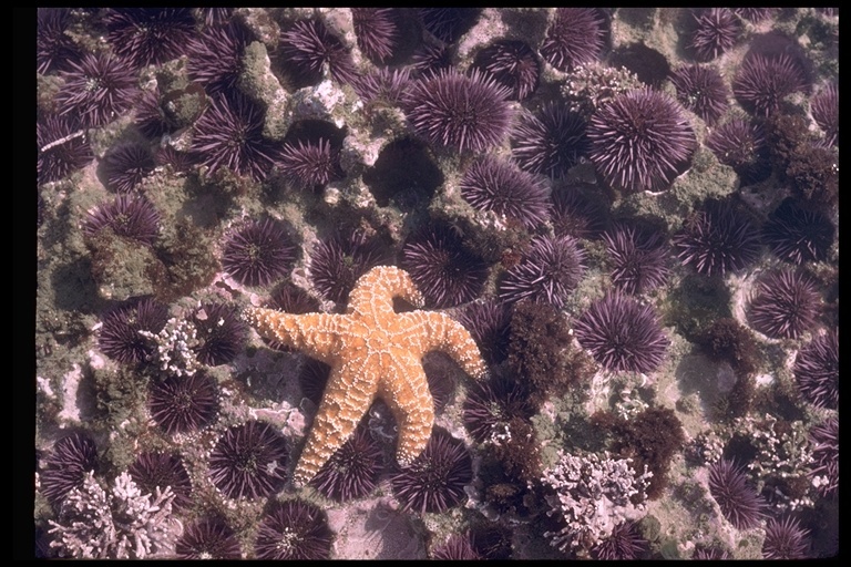 Image of Purple sea urchin