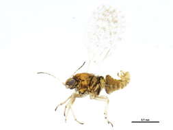 Image of Acizziinae