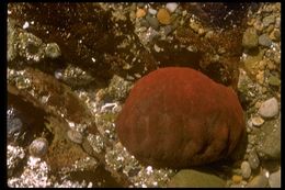 Image of giant Pacific chiton